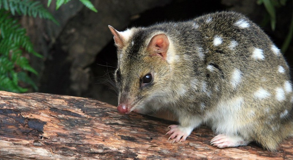 animal-eastern-quoll