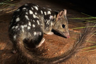 northern-quoll-2