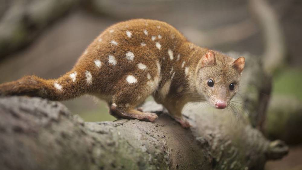 tiger-quoll-animal-photos