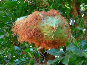 Image result for weaver ant