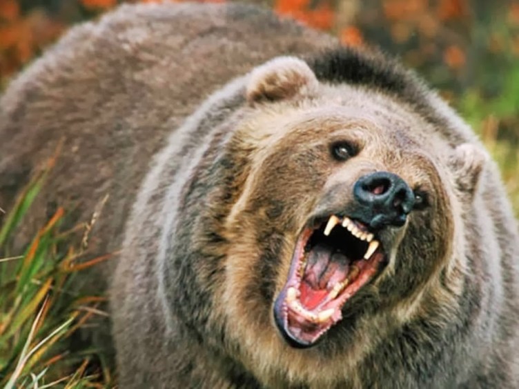 Image result for angry bear