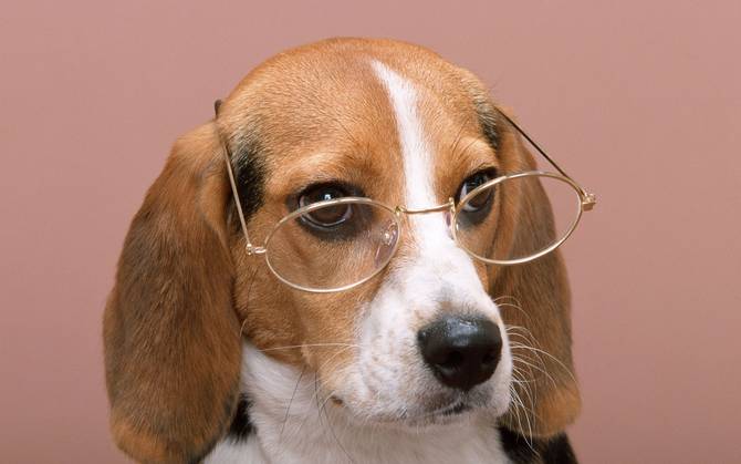 Genetically Engineered Dogs Genetically-Modified, Bio-Engineering Super-intelligent Dog: The Early ...